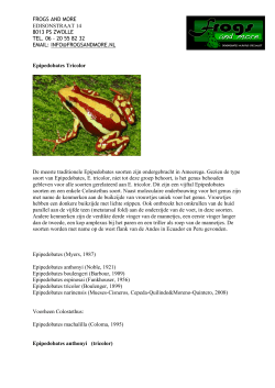 Epipedobates tricolor.care sheet