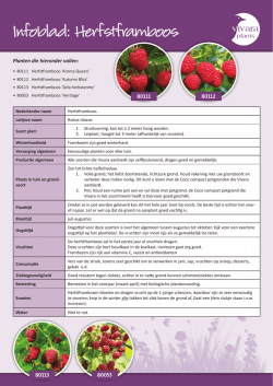 Infoblad Herfstframboos