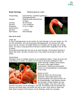 Rode flamingo - Vogelpark Avifauna