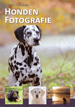 Honden Fotografie - Hypo Focus Paardenfotografie
