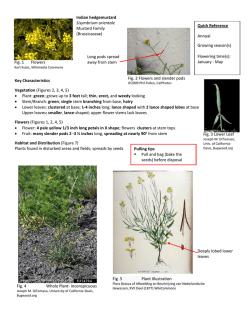 Indian hedgemustard Sisymbrium orientale Mustard Family