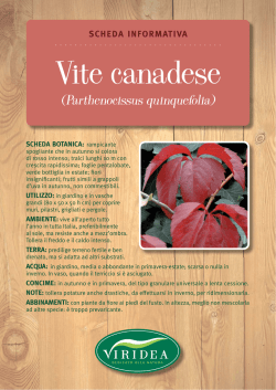 Parthenocissus quinquefolia