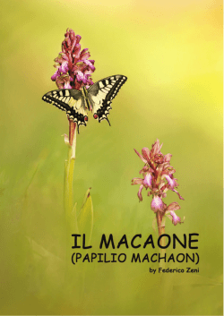 Immagine - FedericoZeniPhoto.com