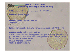MIELE DI ASFODELO (Asphodelus microcarpus Salzm. et Viv