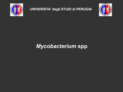 Mycobacterium - WordPress.com