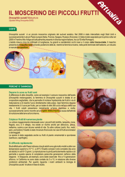 Drosophila Suzukii.cdr