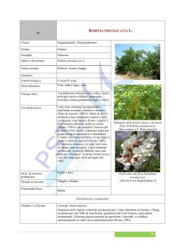 Robinia pseudoacacia L. - Parco Scientifico e Tecnologico del Molise