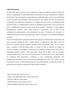 Gli Afidi