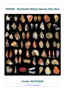 WMSDB - Worldwide Mollusc Species Data Base