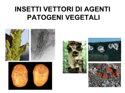 INSETTI VETTORI DI AGENTI PATOGENI VEGETALI