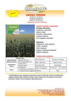 GRANO TENERO