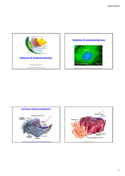 Diapositive sul reticolo endoplasmatico ruvido