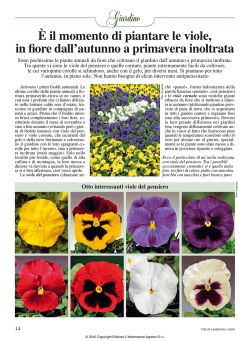 &Egrave; il momento di piantare le viole