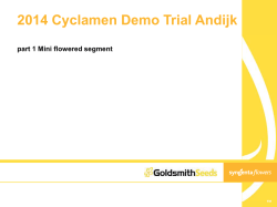 2014 Cyclamen Demo Trial Andijk