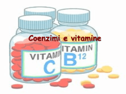 8-coenzimi e vitamine