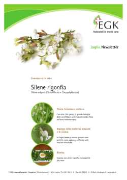 Silene rigonfia - Gas Sesto Calende