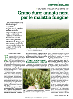 Grano duro: annata nera per le malattie fungine