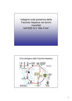 Indagine sulla presenza della Fasciola Hepatica nei bovini macellati
