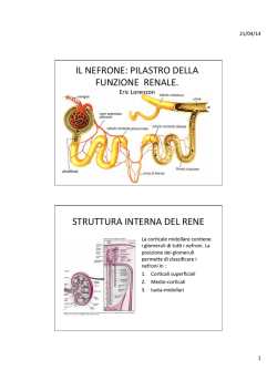 Il Nefrone