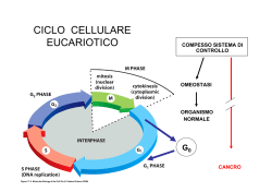 Ciclo cellulare
