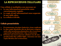 Riproduzione cellulare e cell cycle