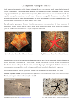 Gli echinodermi 1 - Jonio Pro