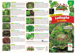Lattuga canasta