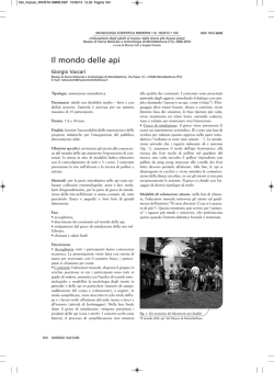 Il mondo delle api