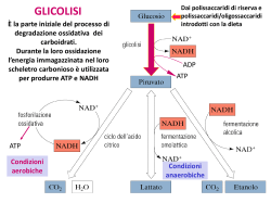Lez-TOX-2014-glicolisi