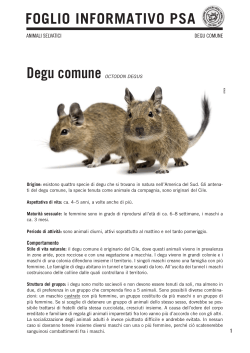 Degu comune - Protezione Svizzera degli Animali PSA