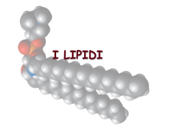 I LIPIDI