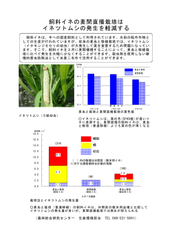 6．飼料イネの麦間直播栽培はイネツトムシの発生を軽減する