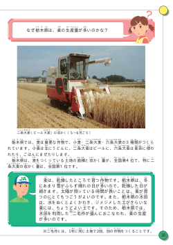 麦の作付け状況と生産量 - JAグループ栃木