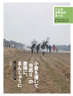 小麦 播 「虫 送 」 麦 ば 稈 か