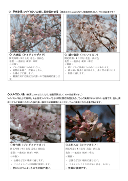 早咲き系：ソメイヨシノの前に花を咲かせる 神代曙（ジンダイアケボノ