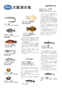 大阪湾の魚 - Page ON