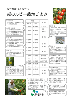 越のルビー栽培ごよみ - JA福井市産地紹介