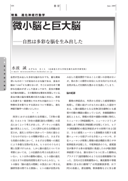 微小脳と巨大脳 - 北海道大学 理学部