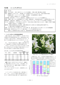花き類 A．シンテッポウユリ