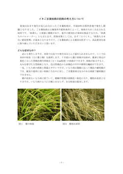 イネごま葉枯病の防除の考え方について