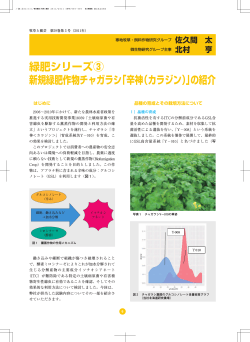 緑肥シリーズ③ 新規緑肥作物チャガラシ「辛神（カラジン）」の - 雪印種苗