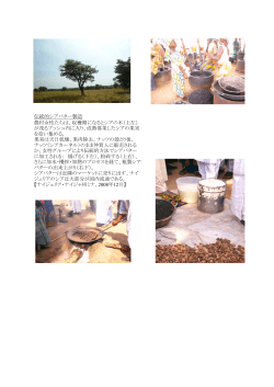 伝統的シアバター製造 農村女性たちは、収穫期になるとシアの木 - OMIC
