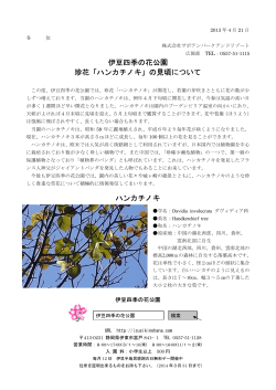 伊豆四季の花公園 珍花「ハンカチノキ」の見頃について ハンカチノキ