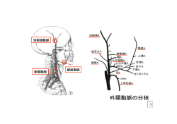 浅側頭動脈 顔面動脈 総頸動脈