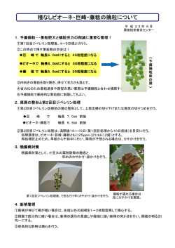 種なしピオーネ・巨峰・藤稔の摘粒について