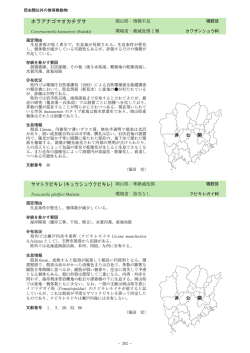 ホラアナゴマオカチグサ ヤマトクビキレ（キュウシュウクビキレ）