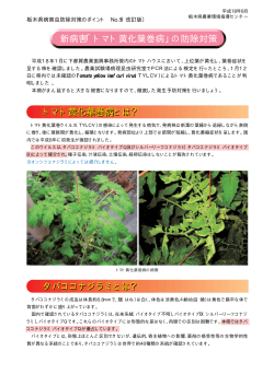 トマト黄化葉巻病 - 栃木県