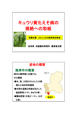 岐阜県 キュウリ黄化えそ病の根絶への取り組み （PDF：729KB）