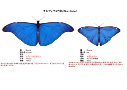 モルフォチョウ科（Morphidae)