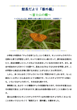 館長だより 番外編 「富士山の蝶」（PDF）